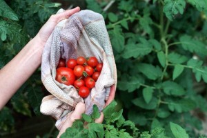 tomatoes